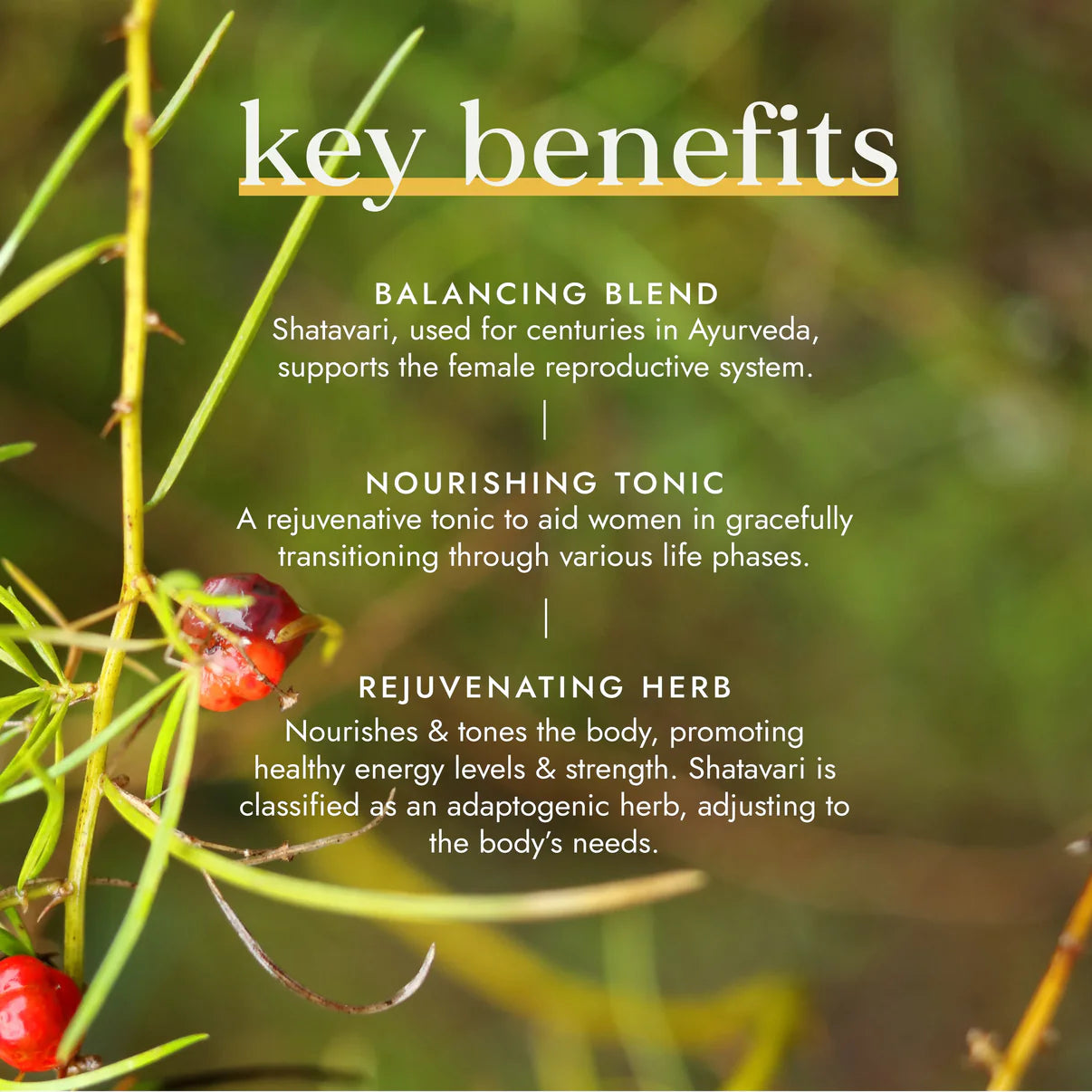 Organic Shatavari Capsules – Hormonal Support & Female Health – 60 Caps-2