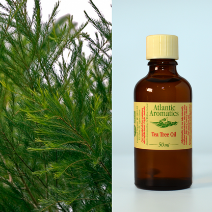 Atlantic Aromatics Organic Tea Tree Essential Oil – 50ml — original 50ml bottle and tea tree plant