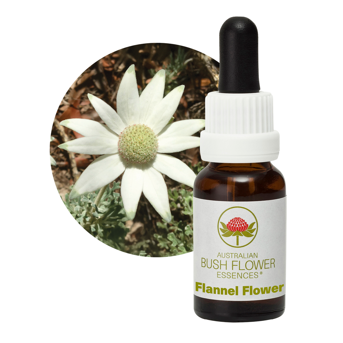 Australian Bush Flower Flannel Flower Stock Essence – 15ml original manufacturer product photograph