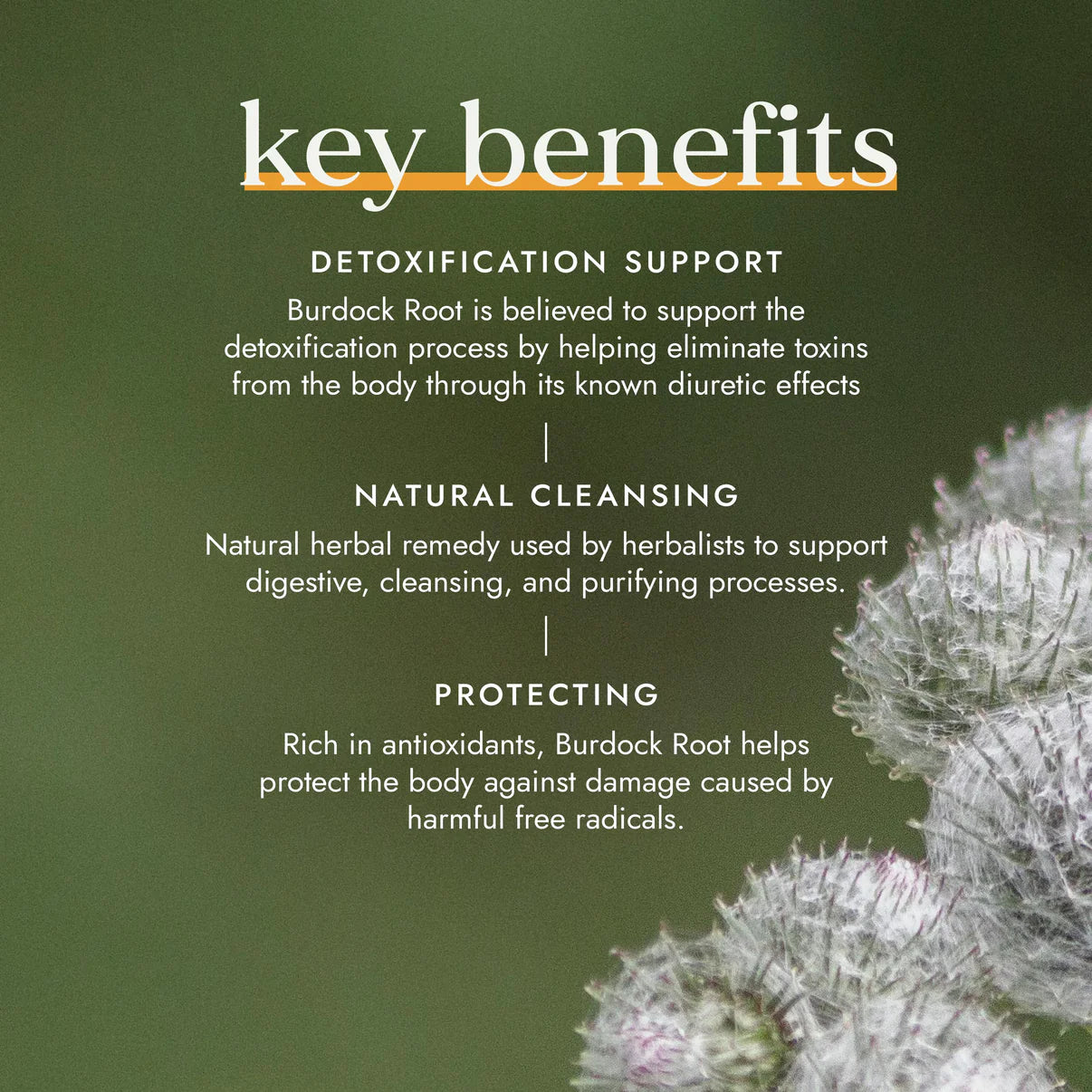 Fushi Burdock Root Supplement Facts and Product Info