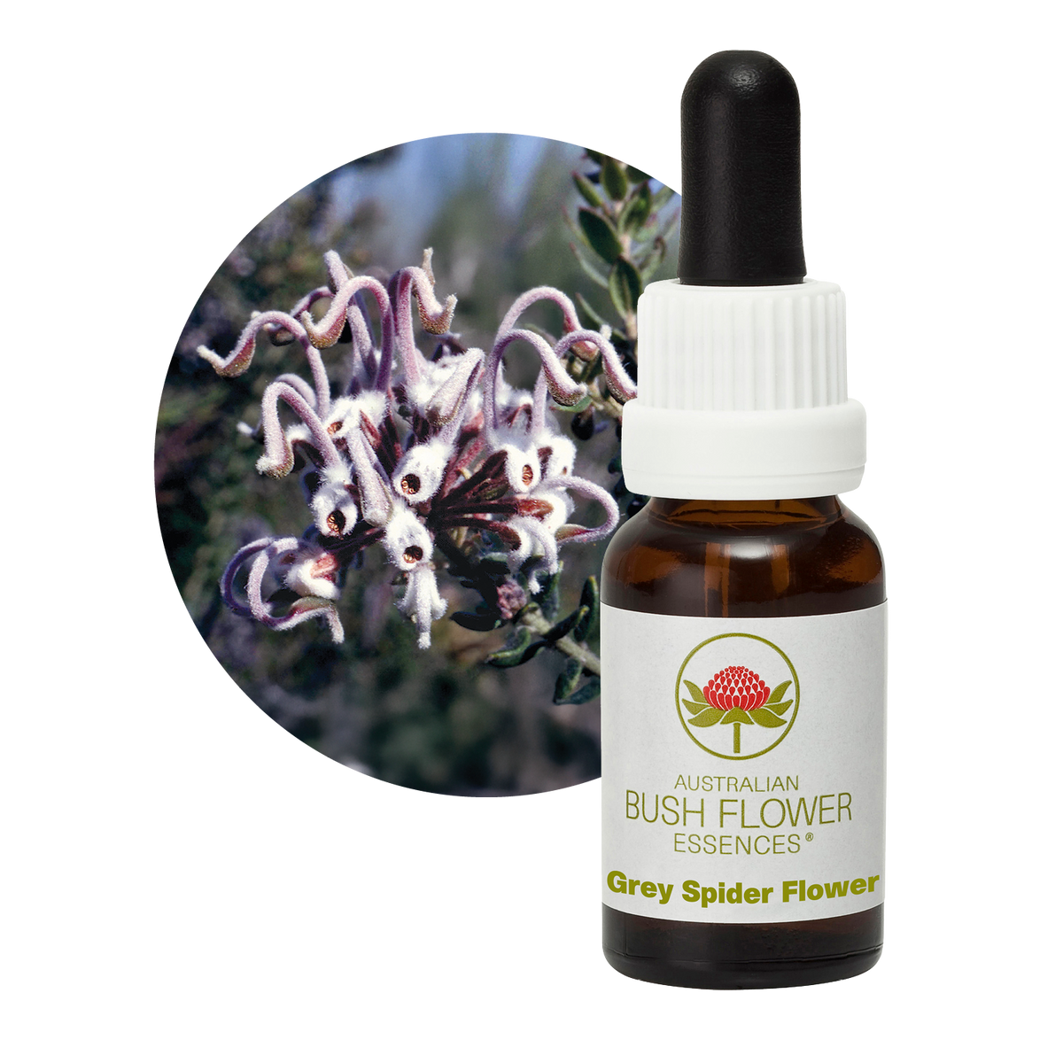 Australian Bush Flower grey spider flower original manufacturer product photograph