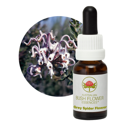 Australian Bush Flower grey spider flower original manufacturer product photograph