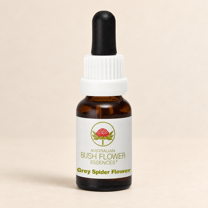 Australian Bush Flower Grey Spider Flower Stock Essence – 15ml bottle on a warm beige background