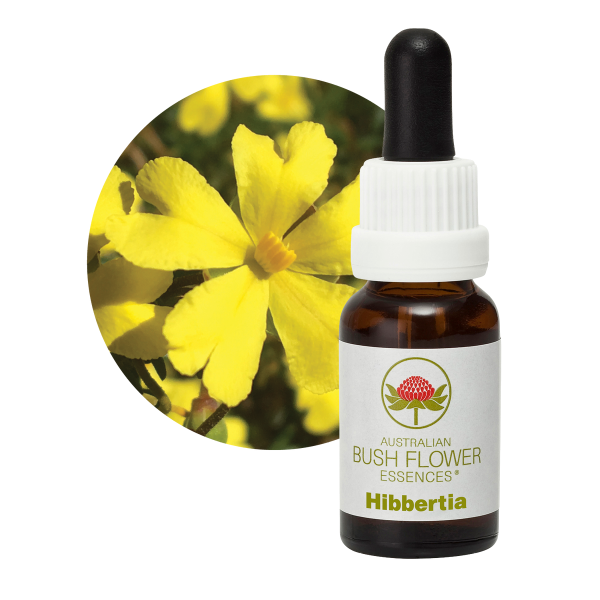 Australian Bush Flower hibbertia original manufacturer product photograph