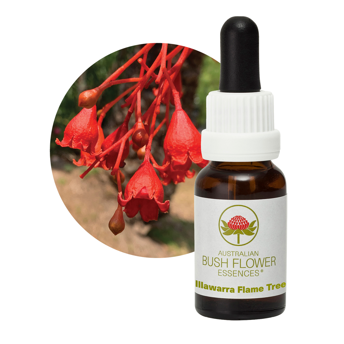 Australian Bush Flower illawarra flame tree original manufacturer product photograph