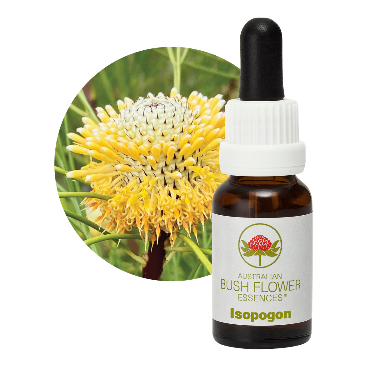Australian Bush Flower isopogon original manufacturer product photograph