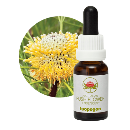 Australian Bush Flower isopogon original manufacturer product photograph