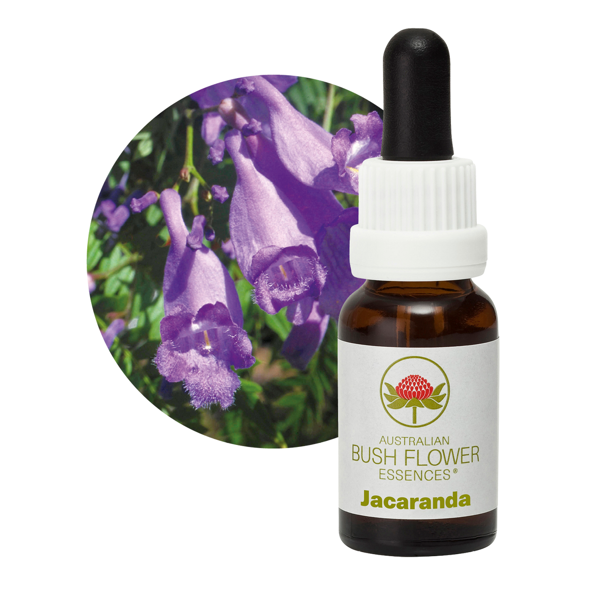 Australian Bush Flower jacaranda original manufacturer product photograph