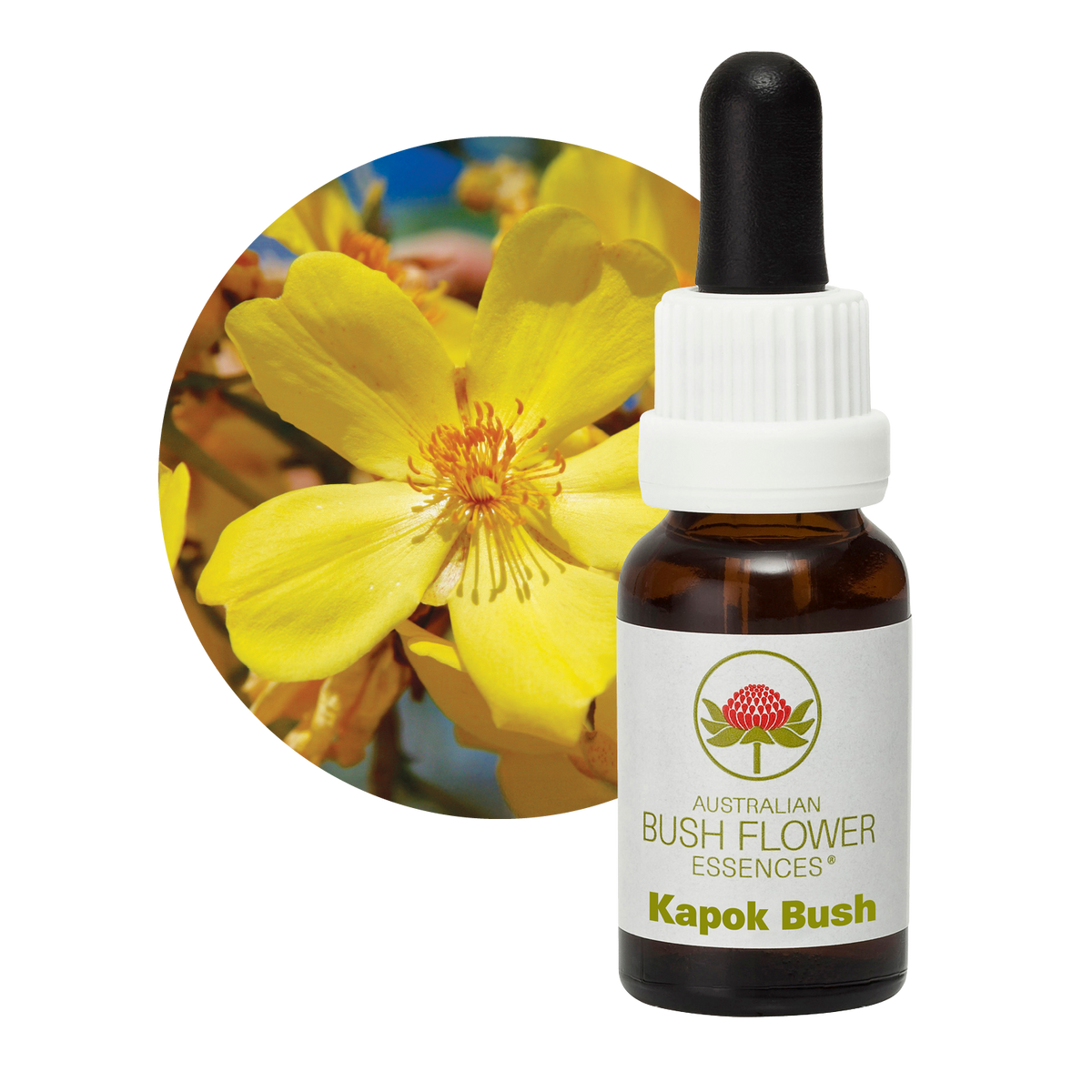 Australian Bush Flower kapok bush original manufacturer product photograph