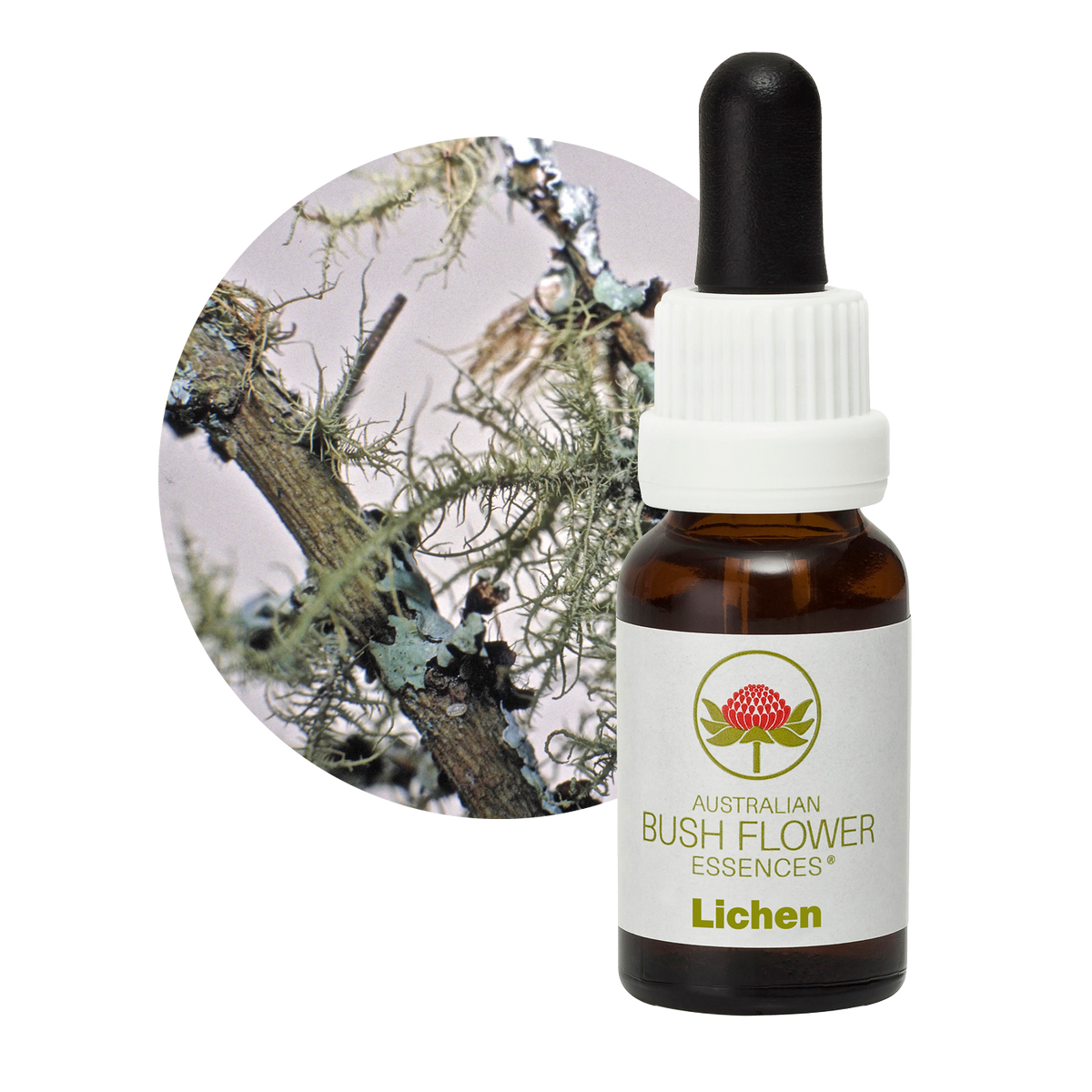 Australian Bush Flower lichen original manufacturer product photograph