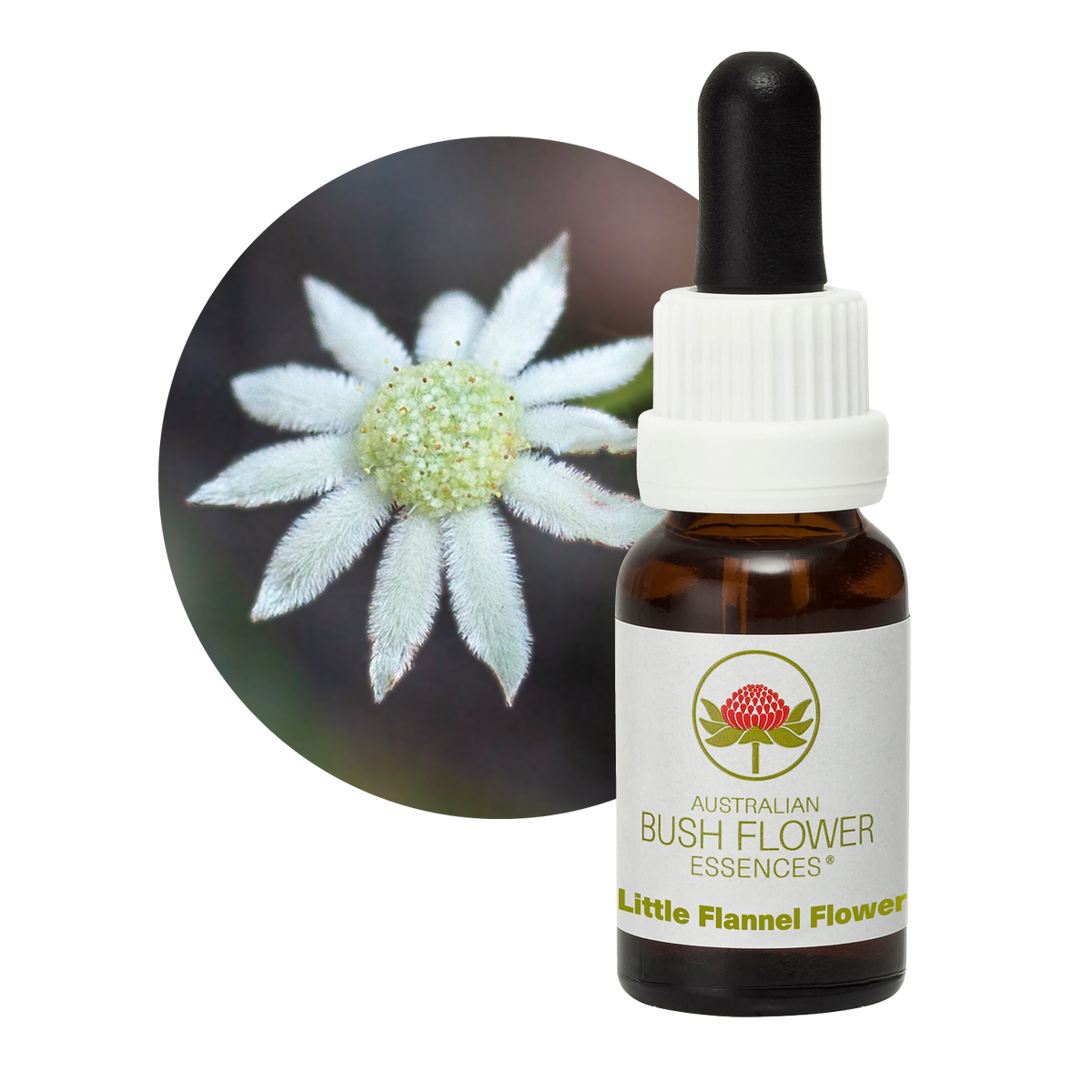 Australian Bush Flower little flannel flower original bottle and botanical photograph
