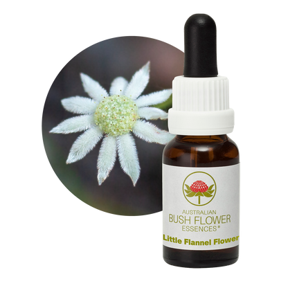 Australian Bush Flower little flannel flower original bottle and botanical photograph