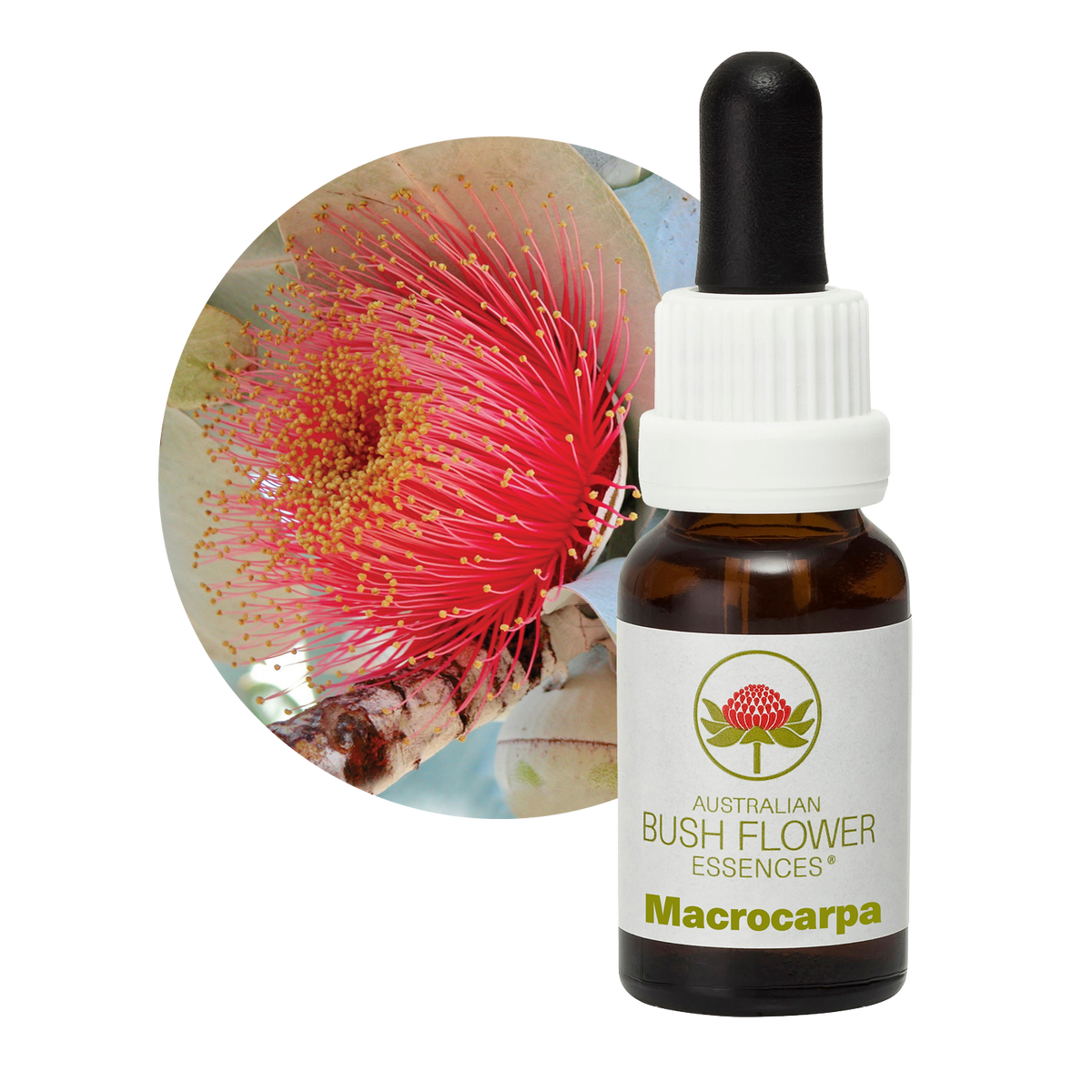Australian Bush Flower macrocarpa original bottle and botanical photograph
