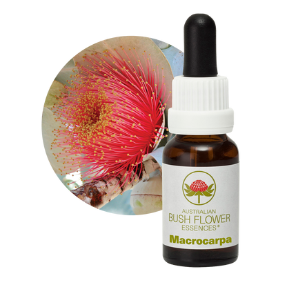 Australian Bush Flower macrocarpa original bottle and botanical photograph