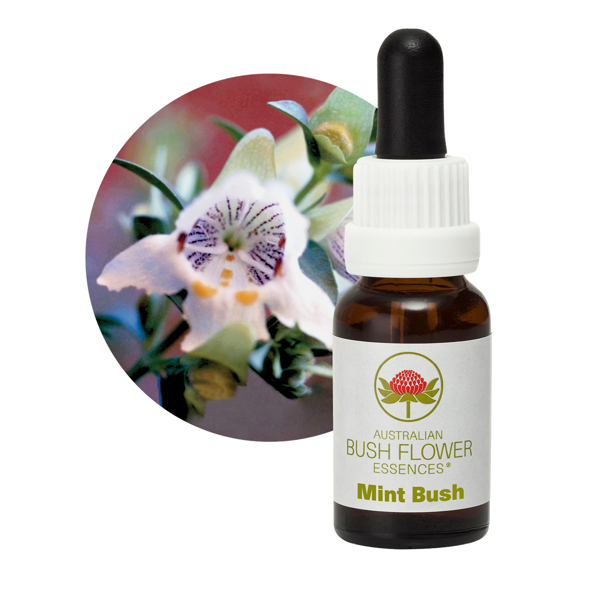 Australian Bush Flower mint bush original bottle and botanical photograph