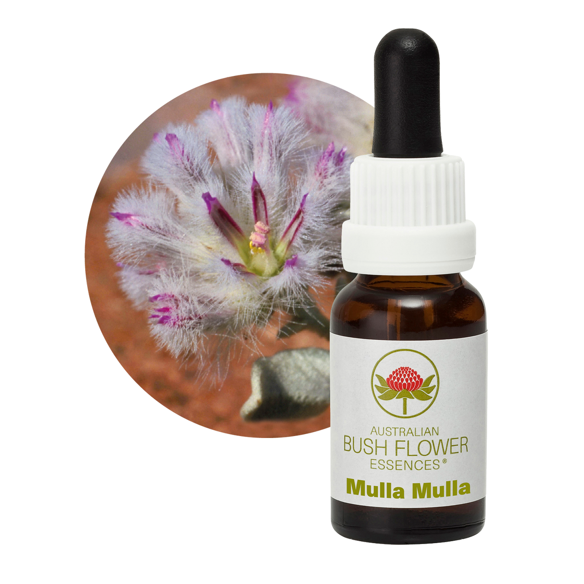 Australian Bush Flower mulla mulla original bottle and botanical photograph