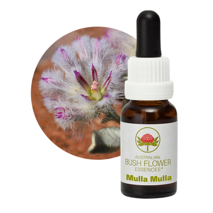 Australian Bush Flower mulla mulla original bottle and botanical photograph