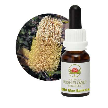 Australian Bush Flower old man banksia original bottle and botanical photograph
