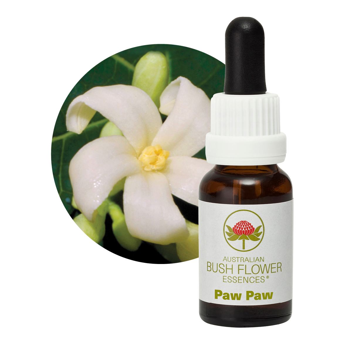 Australian Bush Flower paw paw original bottle and botanical photograph