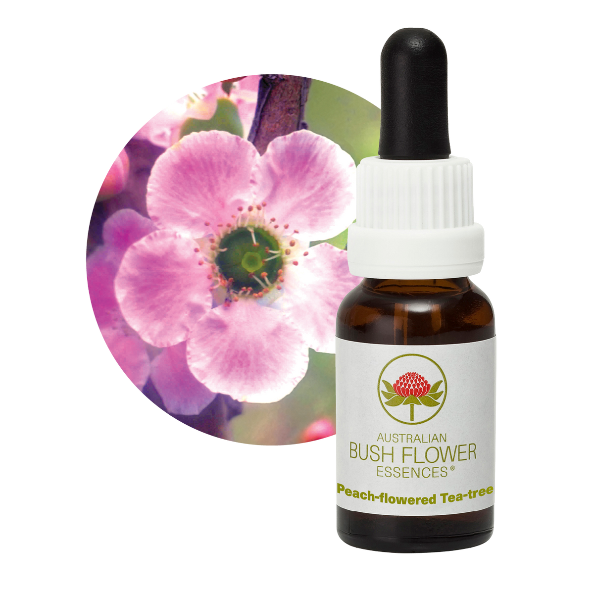 Australian Bush Flower peach flowered tea tree original bottle and botanical photograph