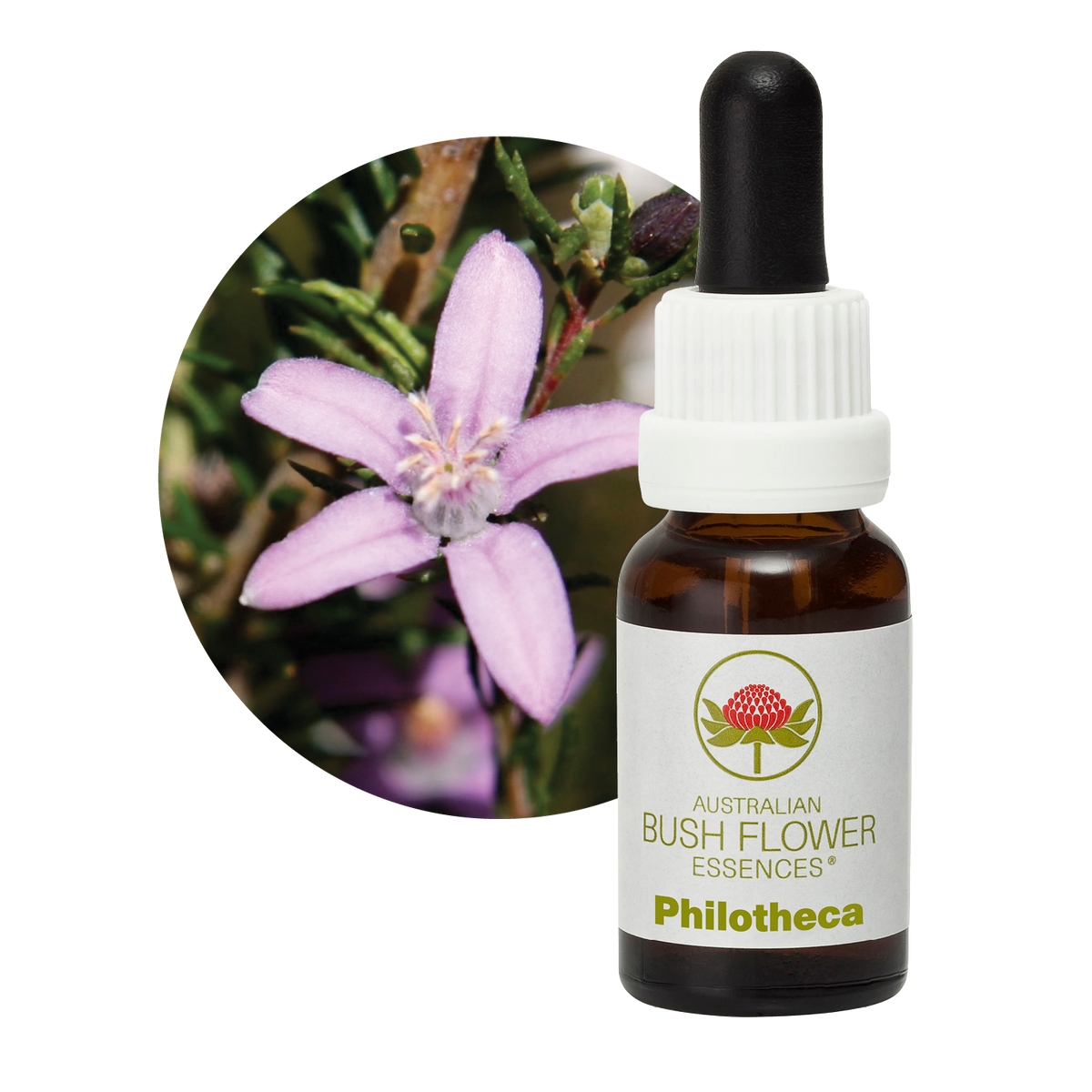 Australian Bush Flower philotheca original bottle and botanical photograph
