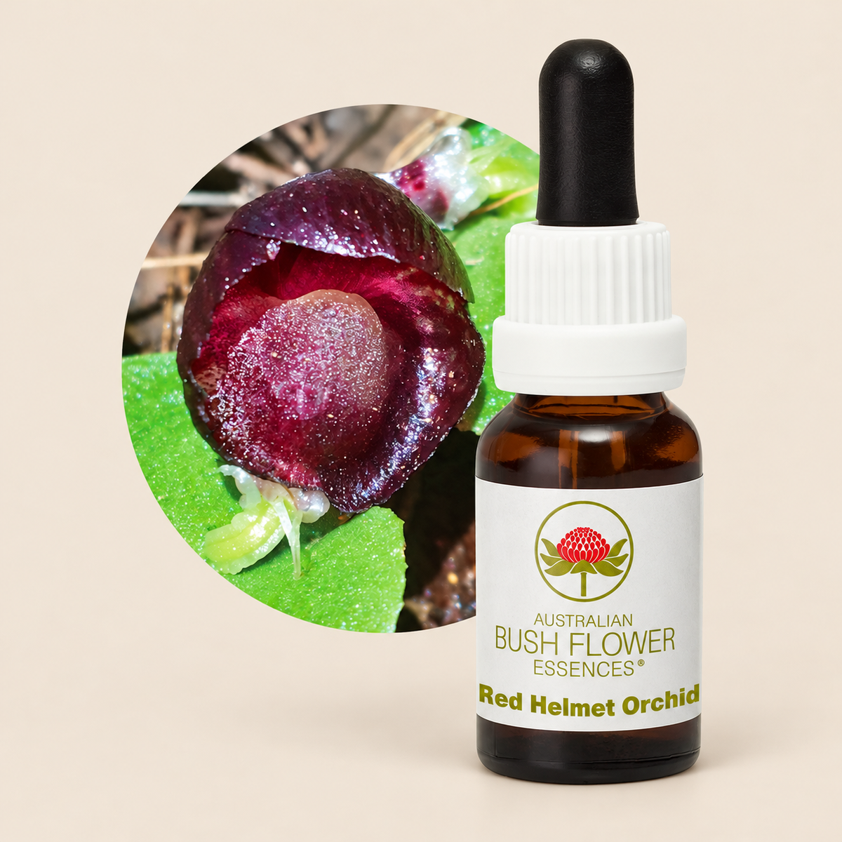 Australian Bush Flower Red Helmet Orchid Stock Essence – 15ml on warm beige background
