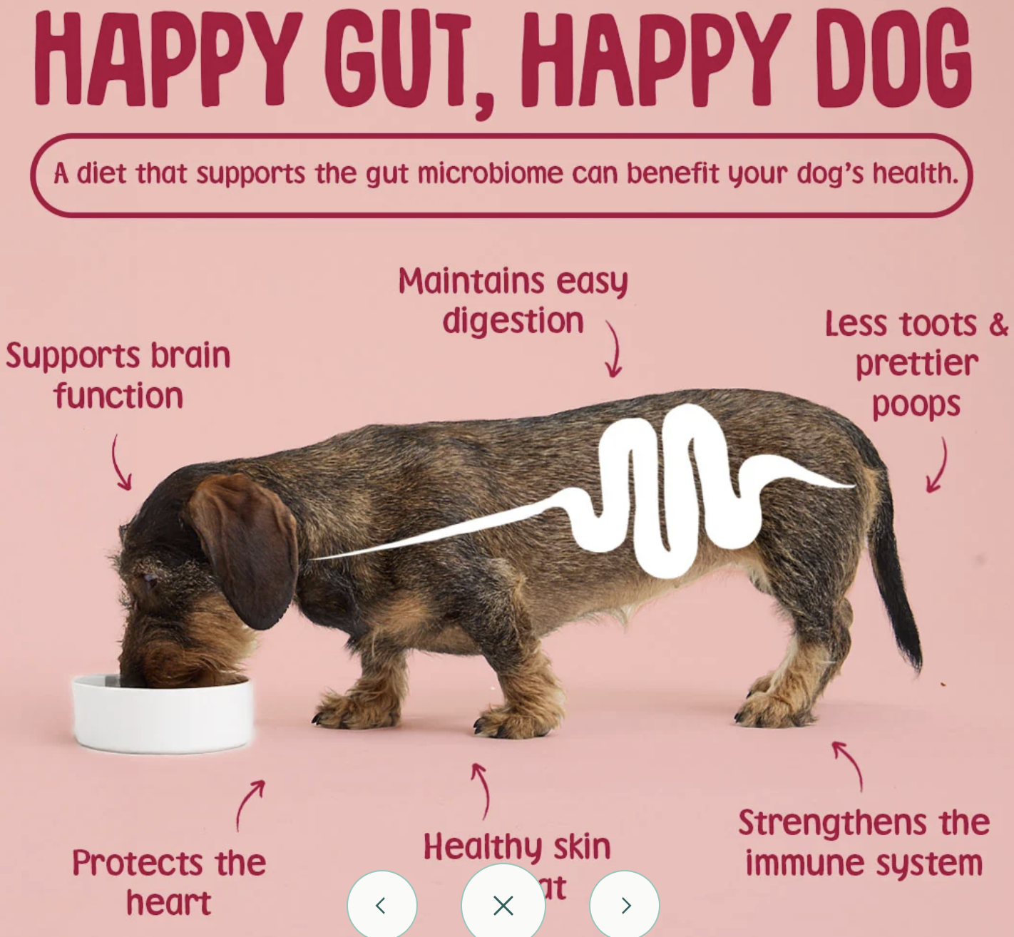 An informational graphic for pet health featuring a dachshund on a pink background with text callouts about gut health, digestion, brain function, skin, and immune support. The dog is shown eating from a white bowl, with arrows pointing to benefits such as 'HAPPY GUT, HAPPY DOG' and 'Maintains easy digestion.