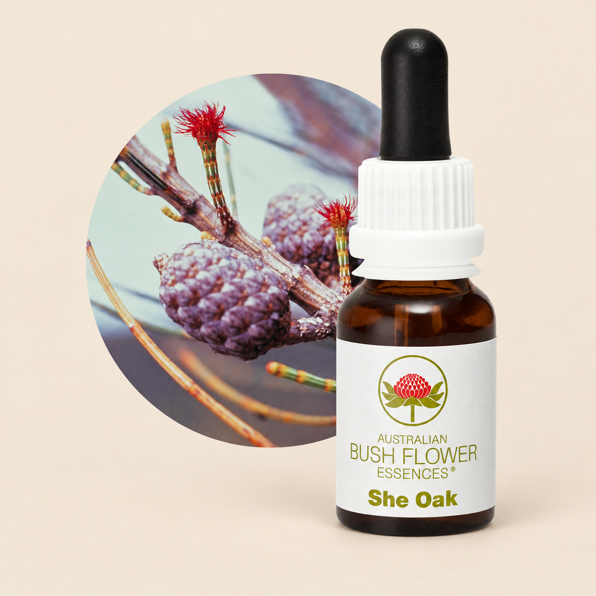 Australian Bush Flower She Oak Stock Essence – 15ml on warm beige background