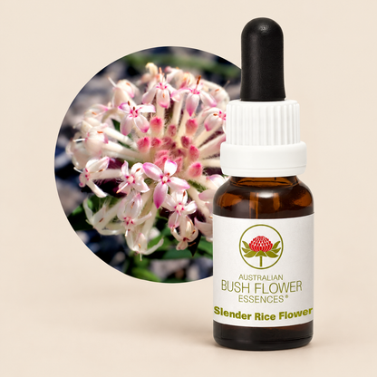 Australian Bush Flower Slender Rice Flower Stock Essence – 15ml on a warm beige background