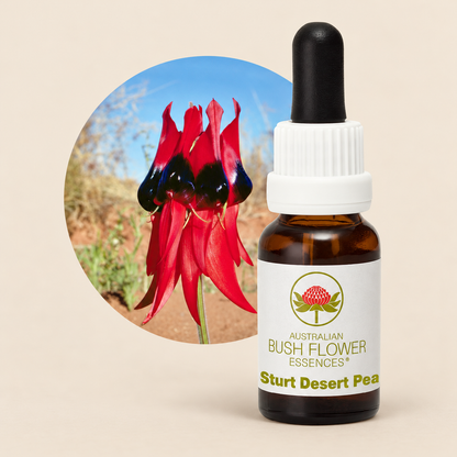 Australian Bush Flower Sturt Desert Pea Stock Essence – 15ml on a warm beige background