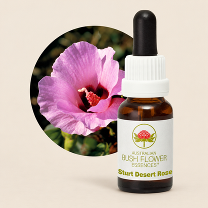 Australian Bush Flower Sturt Desert Rose Stock Essence – 15ml on a warm beige background