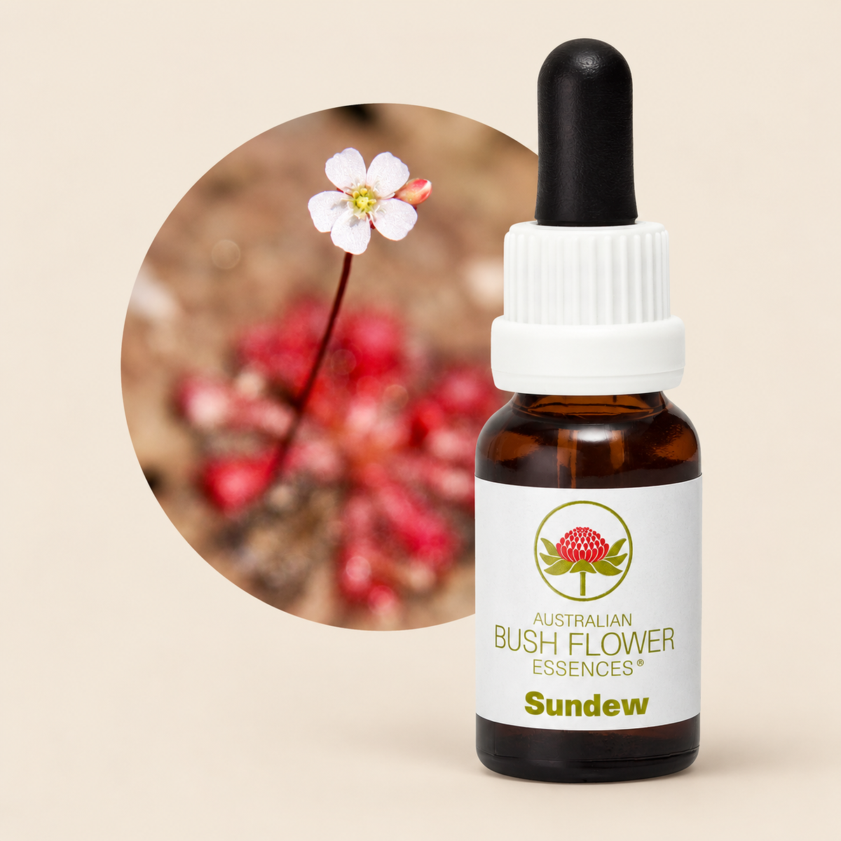Australian Bush Flower Sundew Stock Essence – 15ml on a warm beige background