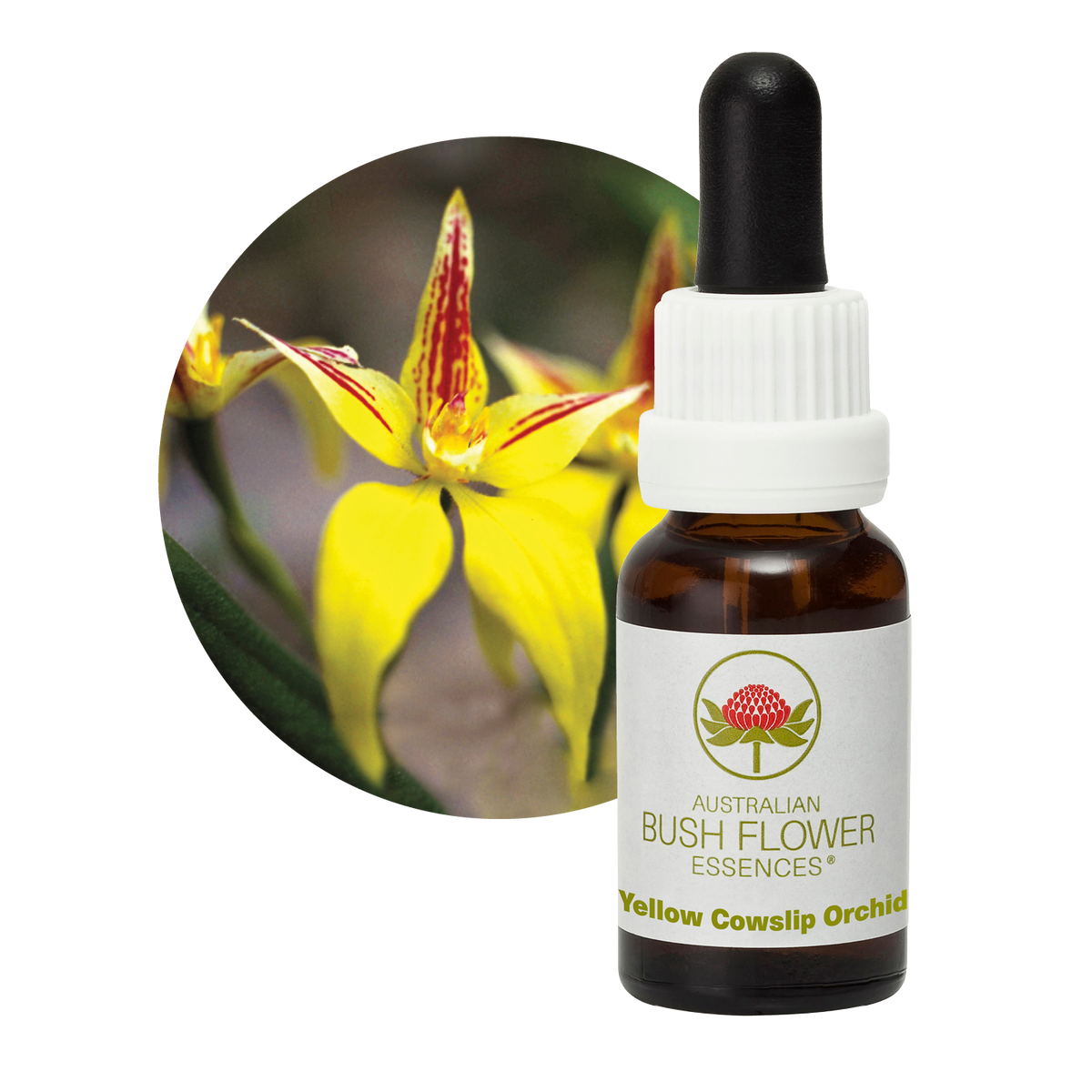 Australian Bush Flower yellow cowslip orchid original product packaging